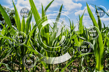 Corn Farm Smart Agriculture Technology