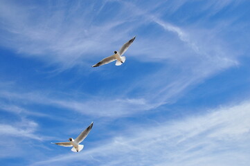 Fototapeta na wymiar Sea gull on blue sky background.