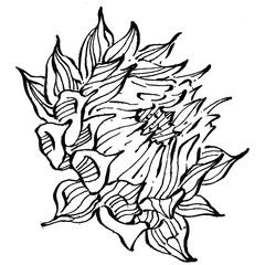 Sunflower flower. Floral botanical flower. Isolated illustration element. Vector hand drawing wildflower for background, texture, wrapper pattern, frame or border.