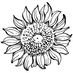 Sunflower flower. Floral botanical flower. Isolated illustration element. Vector hand drawing wildflower for background, texture, wrapper pattern, frame or border.
