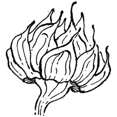 Sunflower flower. Floral botanical flower. Isolated illustration element. Vector hand drawing wildflower for background, texture, wrapper pattern, frame or border.