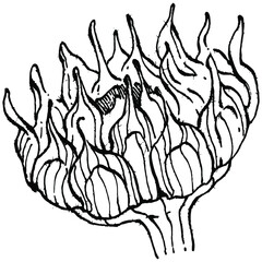 Sunflower flower. Floral botanical flower. Isolated illustration element. Vector hand drawing wildflower for background, texture, wrapper pattern, frame or border.