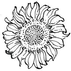 Sunflower flower. Floral botanical flower. Isolated illustration element. Vector hand drawing wildflower for background, texture, wrapper pattern, frame or border.