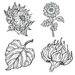 Sunflower flower. Floral botanical flower. Isolated illustration element. Vector hand drawing wildflower for background, texture, wrapper pattern, frame or border.