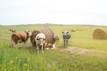 Fototapeta na wymiar Beef cows and calfs grazing on field with hay.