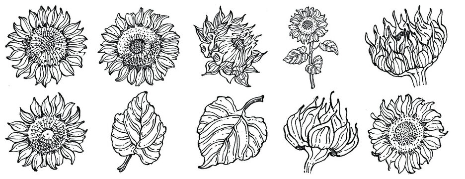 Sunflower flower. Floral botanical flower. Isolated illustration element. Vector hand drawing wildflower for background, texture, wrapper pattern, frame or border.