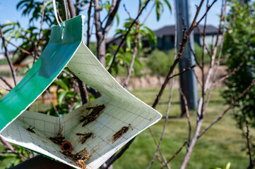 Fruit tree moth sticky trap with pheromone lure to monitor insect adult infestations - obrazy, fototapety, plakaty