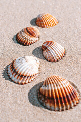 Summer concept background with seashells, shells on sand tropical sea beach. Design of summer vacation holiday concept.