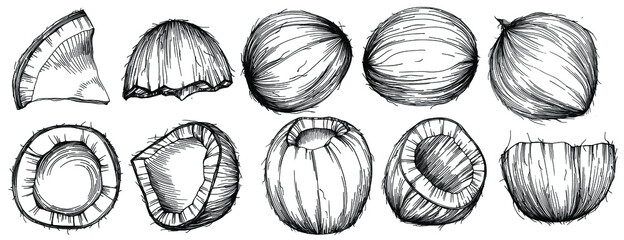 Vector coconut hand drawn Sketch. Vector tropical food illustration. Vintage style. The best for design logo, menu, label, icon, stamp.