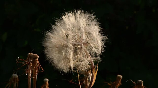 Tragopogon dubius globular head of seeds with downy tufts sways in bright sunset sunlight on dark background. Autumn nature dried wildflower also called salsify or goatsbeard. Dandelion like blowball