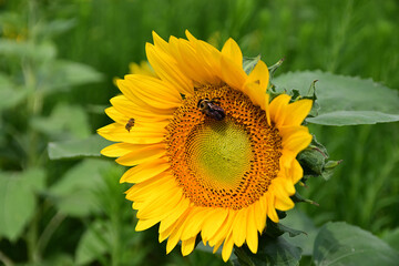 sunflower and bee