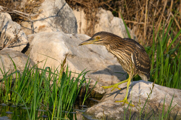 Black-crowned Night Heron Juvenile Standing on Rock, Closeup Portrait 