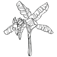 Vector Exotic tropical hawaiian summer. Palm beach tree jungle botanical leaves. Black and white banana leaves engraved ink art. Leaf plant botanical garden floral foliage. Isolated leaf illustration.