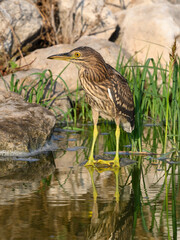 Black-crowned Night Heron Juvenile Fishing on the Pond, Closeup Portrait 