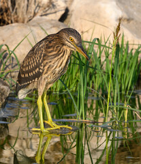 Black-crowned Night Heron Juvenile Fishing on the Pond, Closeup Portrait 