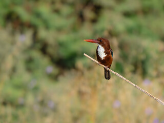 White-throated Kingfisher Portrait against Green Plants