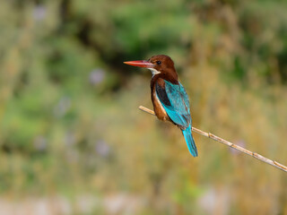 White-throated Kingfisher Portrait against Green Plants