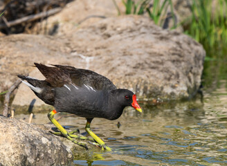 Common Moorhen or Eurasian Moorhen Standing on Rock, Closeup Portrait