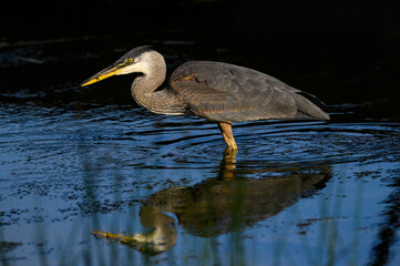 Great Blue Heron with Reflection ,Closeup Portrait in Early Morning Light