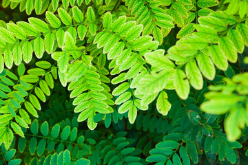 Background from twigs and leaves of acacia.