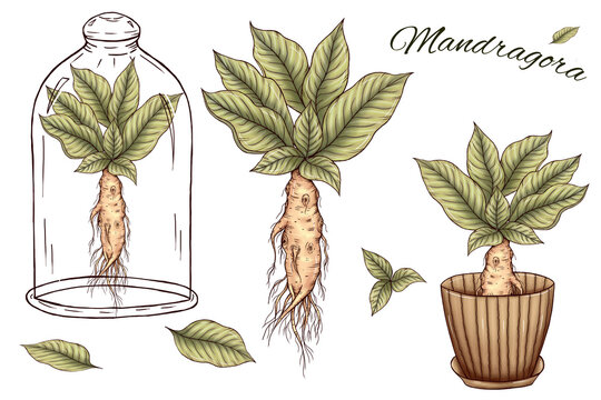Antique Illustration Of Mandrake Plant Stock Illustration