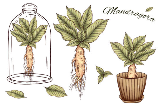 130+ Mandrake Plant Illustrations, Royalty-Free Vector Graphics