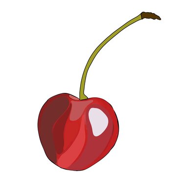 illustration of a fruit cherry without a leaf on a white background