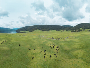 Fototapeta premium cows on the meadow