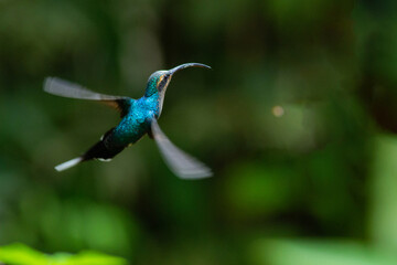 鳥の宝石ともいわれる小さくて美しいハチドリ