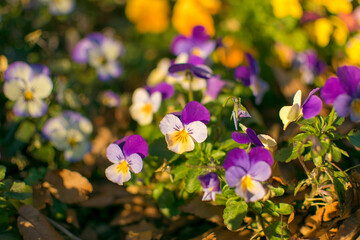 Colorful and pretty outdoor pansy pictures 