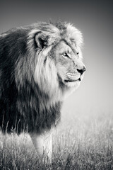 Male lion portrait close-up while walking and highly focused in black and white. Panthera leo.  - 448182902