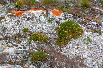 Bumps with moss and lichen on white stones. Natural ecological vegetation. Horizontal image.