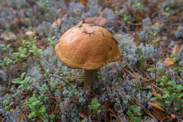Cap of boletus mushroom growing in the forest, close up