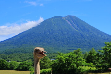 ニセコ、ダチョウと羊蹄山