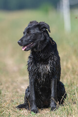Black big wet dog close-up on a summer field.