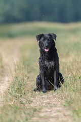 Black big wet dog close-up on a summer field.