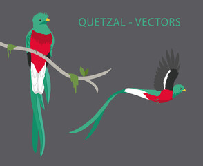 Quetzal vectors. Quetzal on a branch and a quetzal flying. Tropical birds found on Oaxaca, Chiapas, Guatemala, Honduras, El Salvador, Nicaragua, Costa Rica, Panamá and some parts of South America -EPS