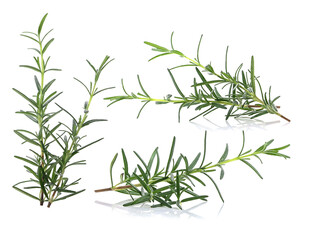 rosemary  leaves isolated on white background