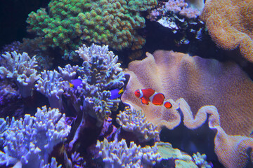 Clown Fish, Niigata City, Niigata Pref., Japan