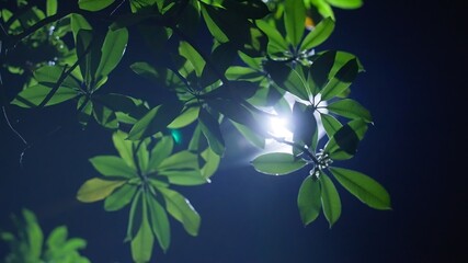 A beautiful white light glaring behind the branches of green tree on mysterious summer night....