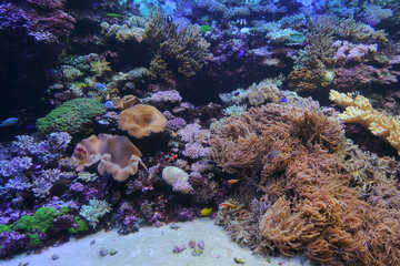Clown Fish, Niigata City, Niigata Pref., Japan