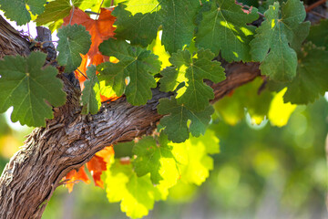 Closeup view of bunches of ripe wine grapes in colorful autumn leaves. Selective focus. Israel