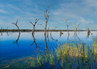 Lake Reeds and Dead Trees with Reflections