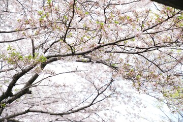 八幡堀さくら