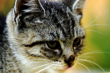 Close-up of tabby kitten portrait - tabby kitty on a blurred green background