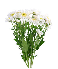 White chrysanthemum flower on white background