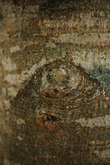 Red Horse Chestnut Tree