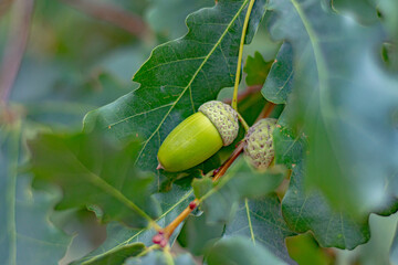 A green acorn lies on an oak branch surrounded by leaves. Soft focus. Close-up