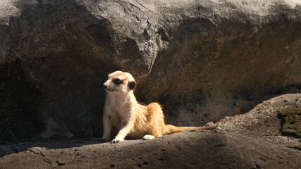 A cute little meerkat sitting on a piece of rock and taking a look around. Adorable animal resting on a stone in the sunlight. A curious mongoose with golden yellow fur rotating his head near cave.
