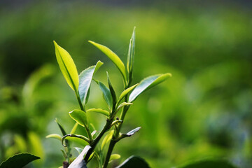 Obraz na płótnie Canvas green tea leaves of the sun